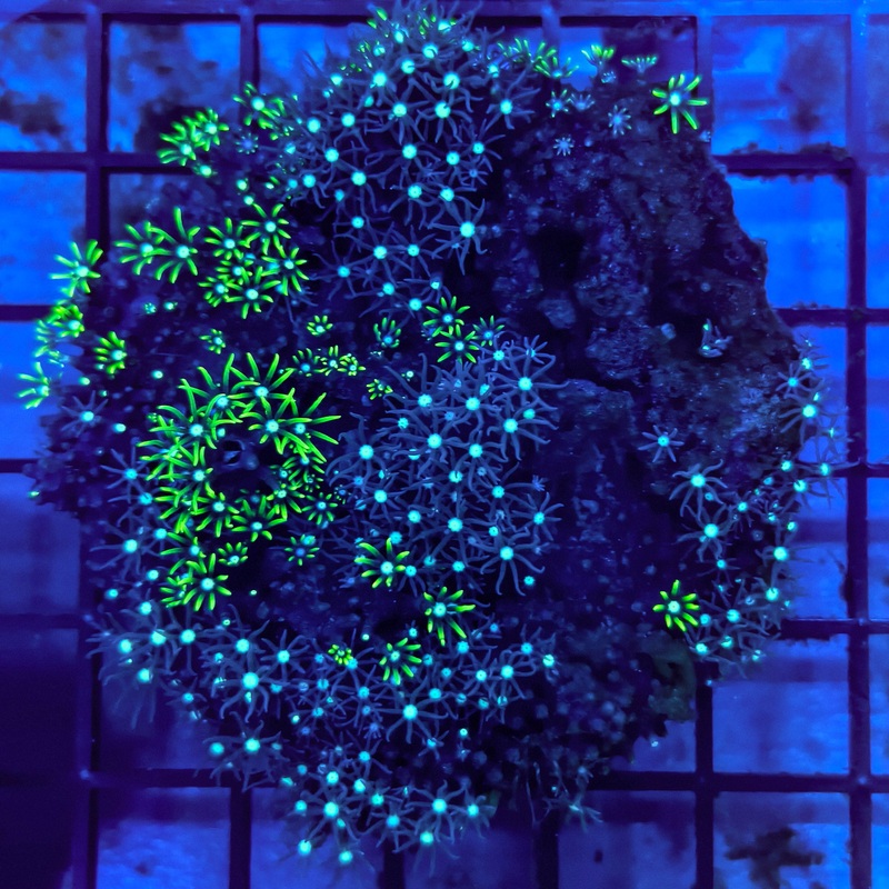 WYSIWYG Green Star Polyp Colony