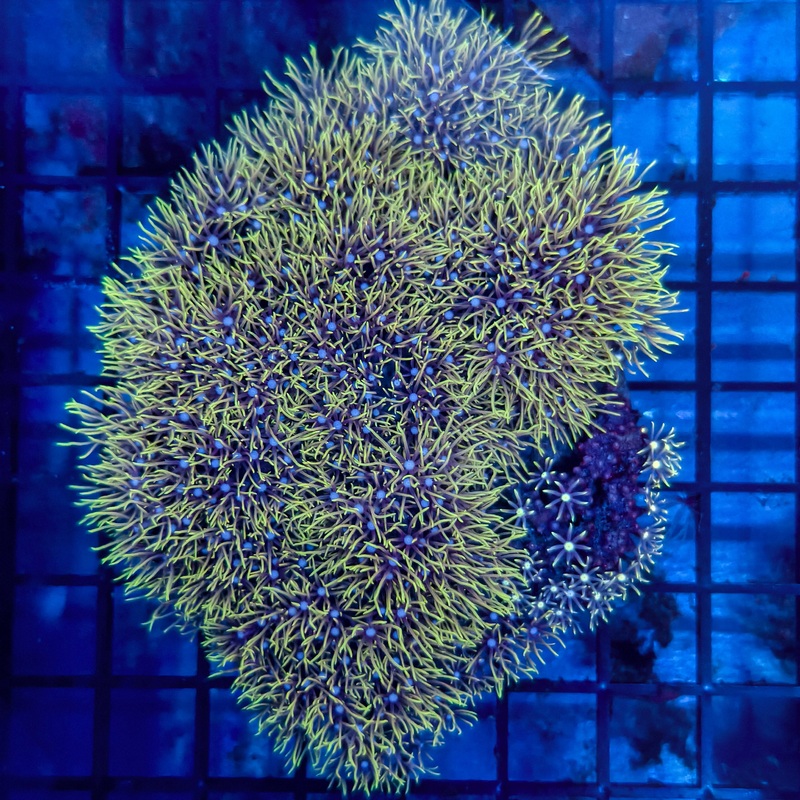 WYSIWYG Green Star Polyps