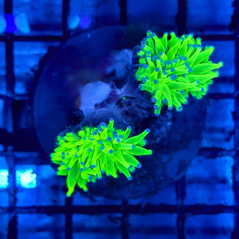 WYSIWYG Green Torch