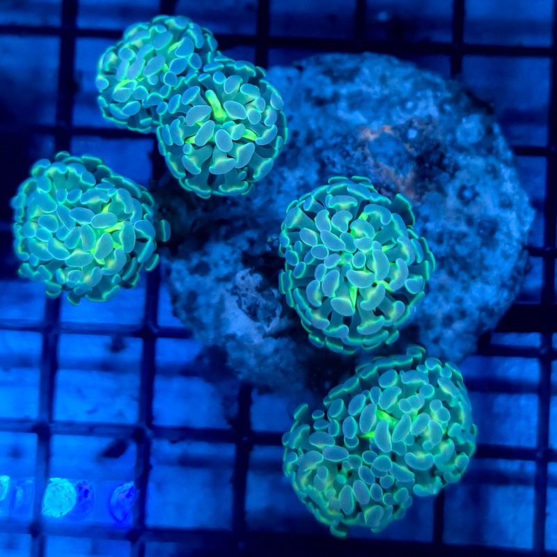 WYSIWYG Hologram Branch Hammer - C Euphyllia Paraancora Mix Color