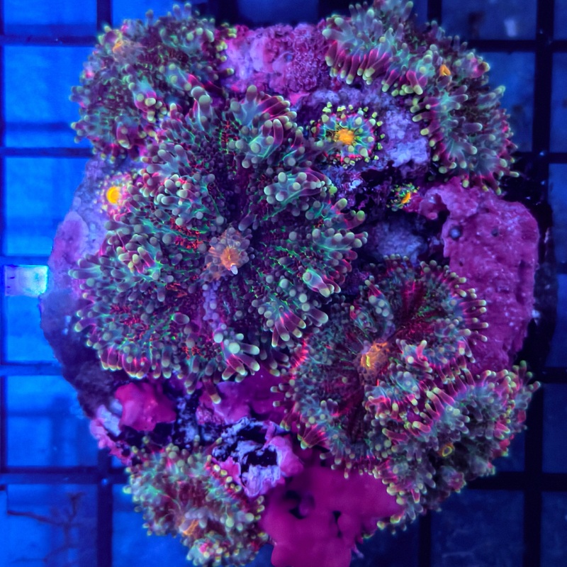 WYSIWYG Multicolor Ricordea Mushroom
