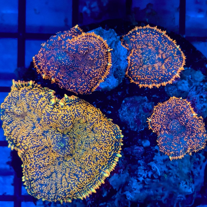 WYSIWYG Orange Rhodactis Mushroom