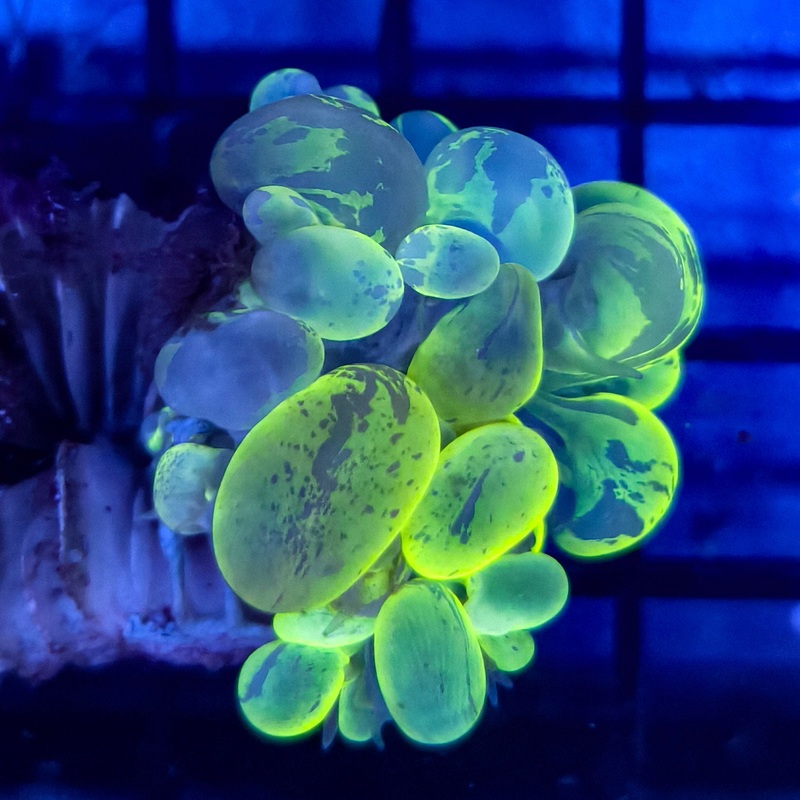WYSIWYG Plerogyra Sinuosa - Bubble Coral- Green Cateye
