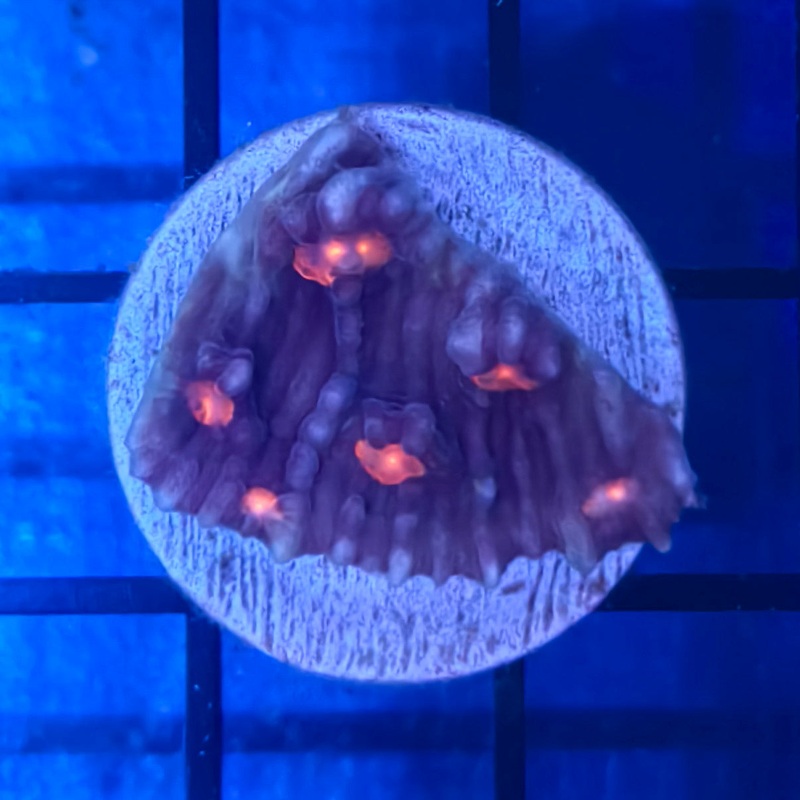 WYSIWYG Purple & Orange Echinophyllia