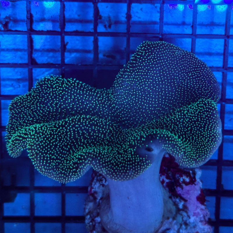 WYSIWYG Saluwesi Toadstool Leather Coral