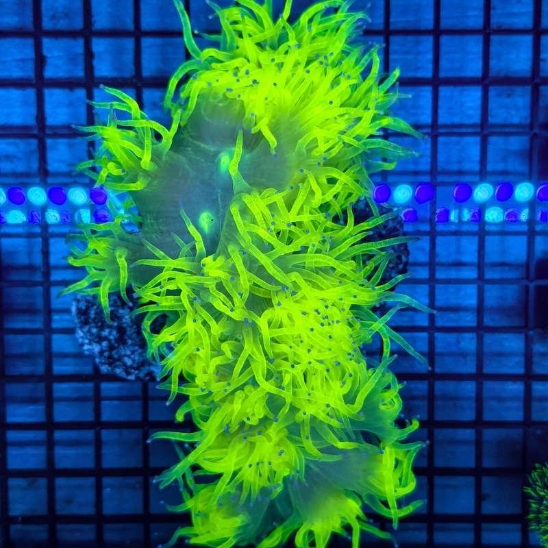 WYSIWYG Yellow Elegance Coral