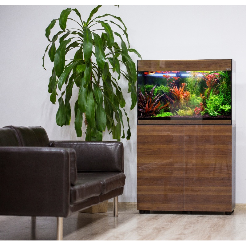 GLOSSY AQUARIUM LINE WALNUT