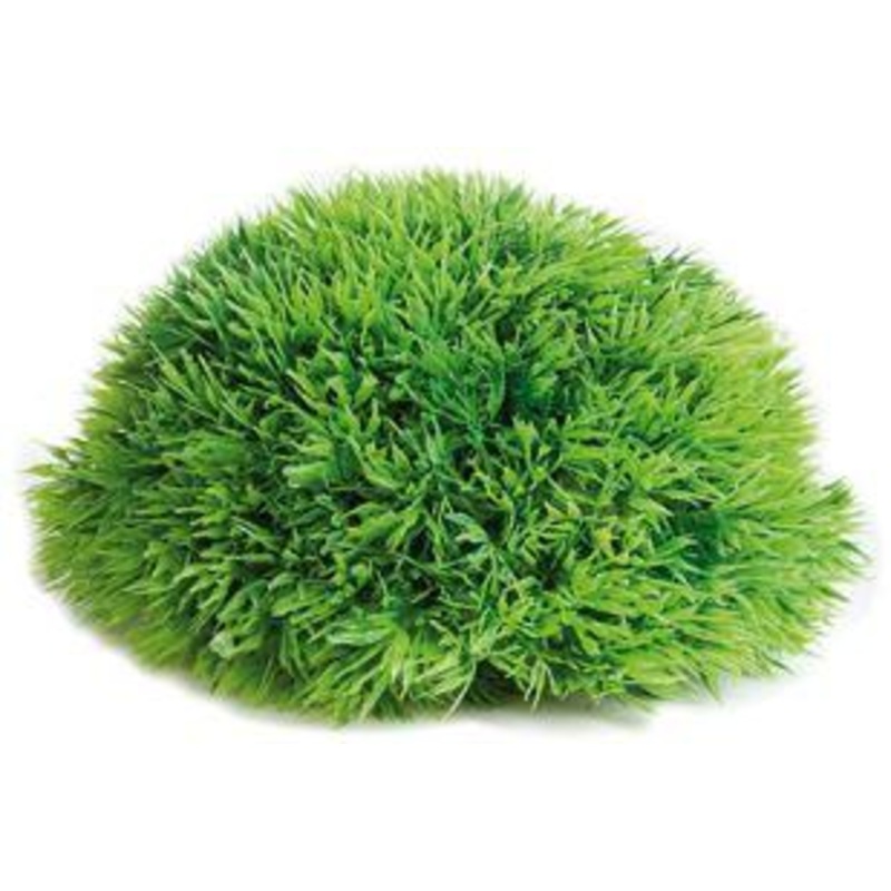 AQUARIUM HALF MOSS