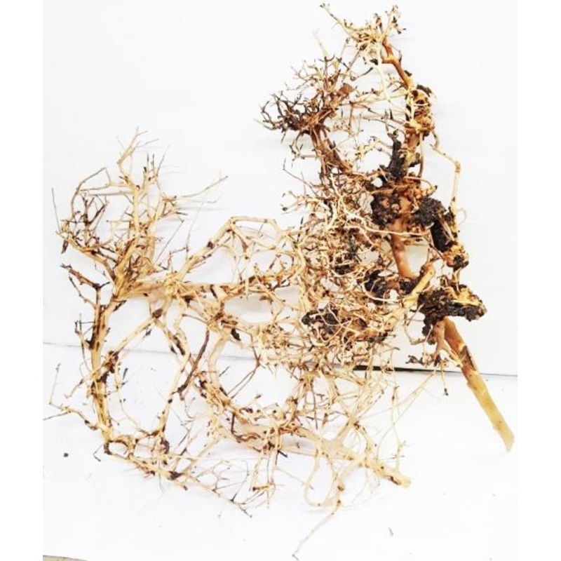 FINE WOOD BRANCHES 10-30cm per kg