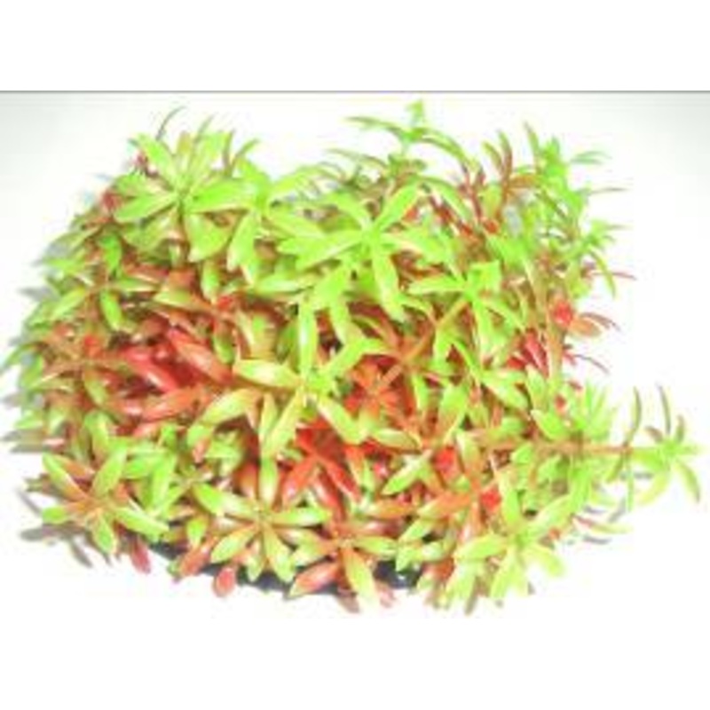 PLASTIC BUSH RED & GREEN  9cm