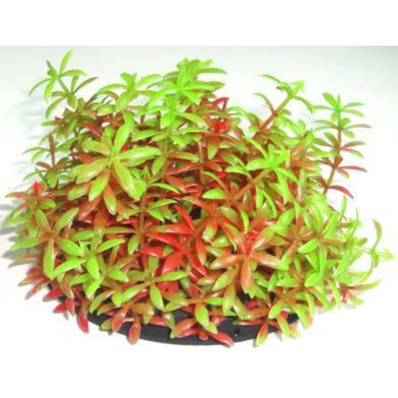 PLASTIC DECORATION 17cm