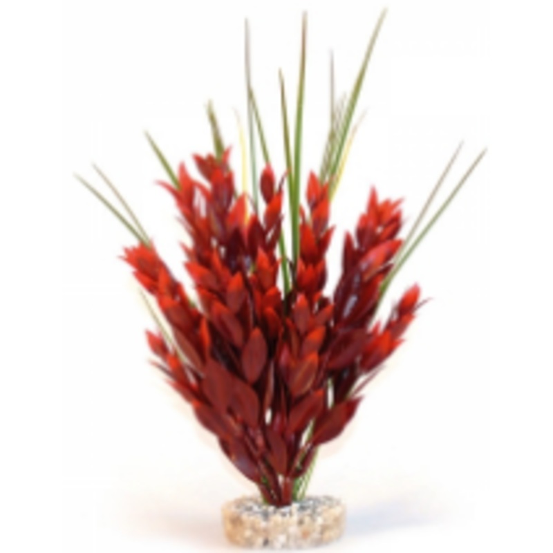 RED RUSCUS LARGE  25cm
