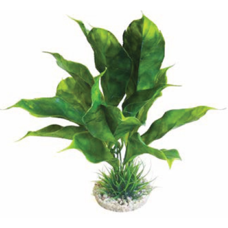 ANUBIAS PLANT