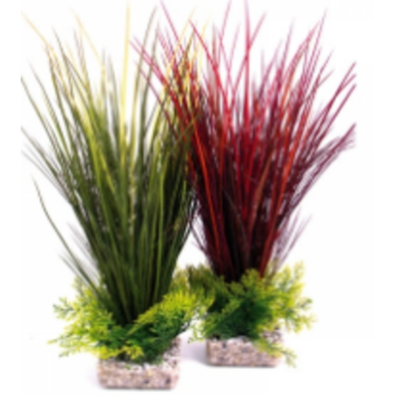 AQUAPLANT ACORUS MAXI 45cm