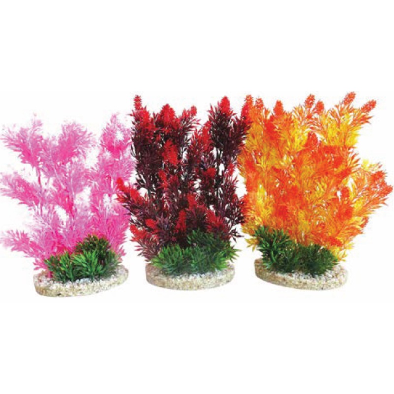 AQUAPLANT COLOR HEDGE