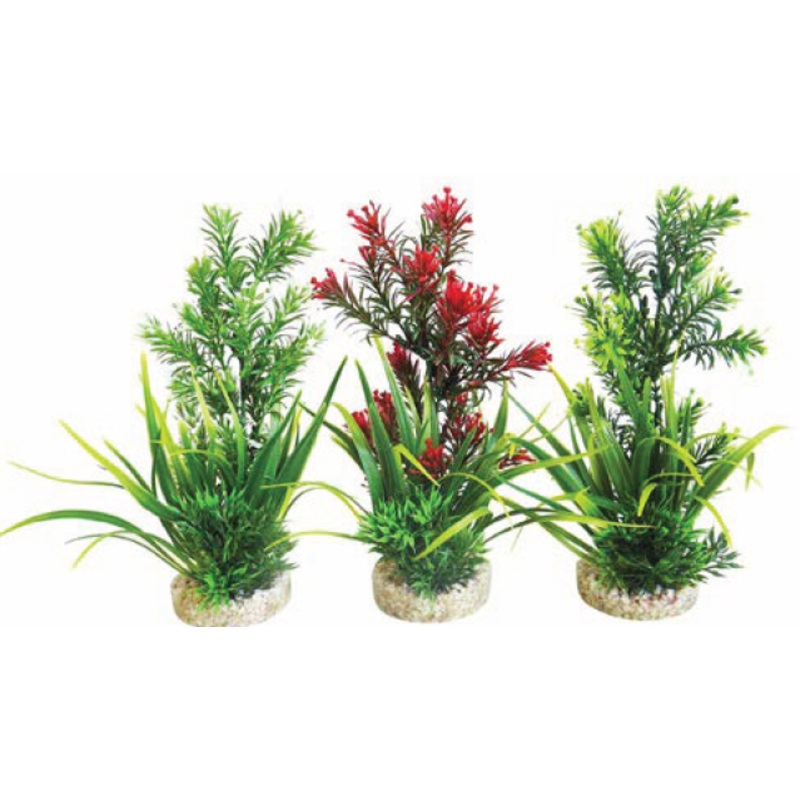 AQUAPLANT MEDIUM