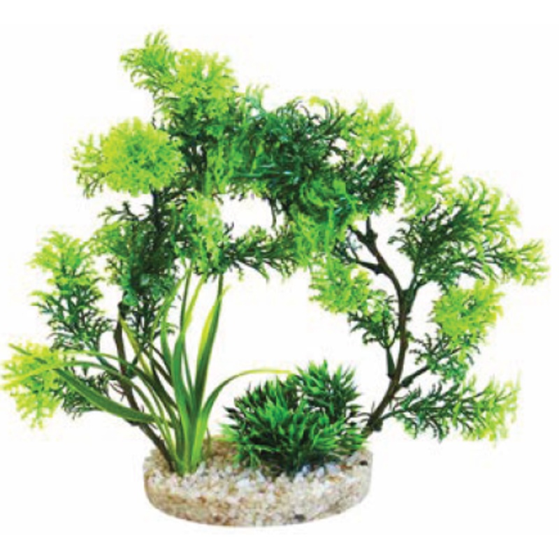 ARCH PLANTS