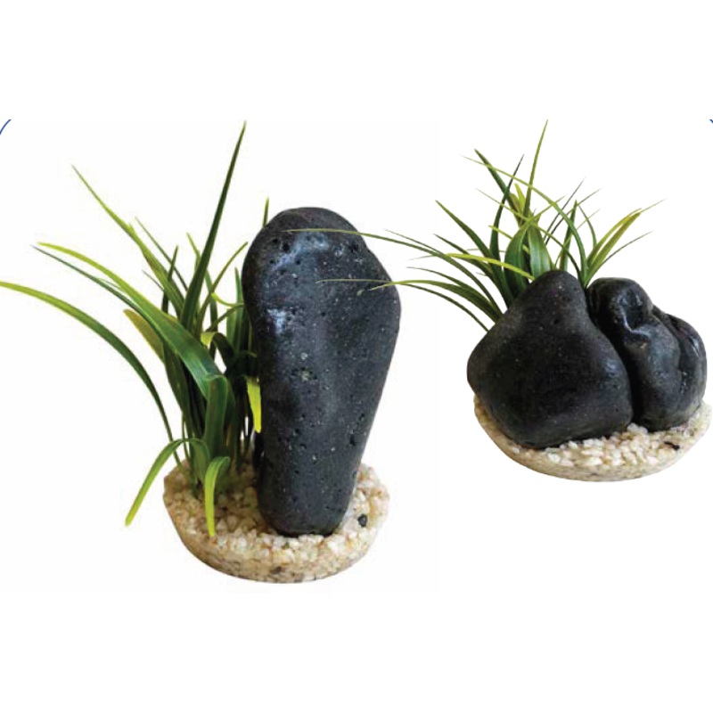BLACK MAGMA PLANTS