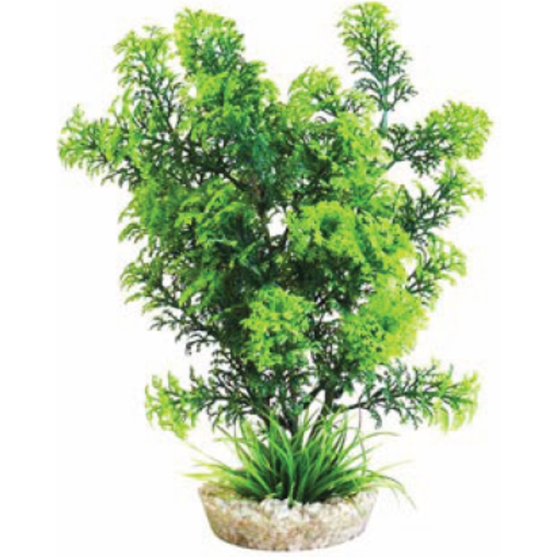 CABOMBA PLANT