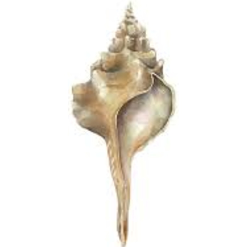 CALIFORNIA HORSE CONCH SHELL