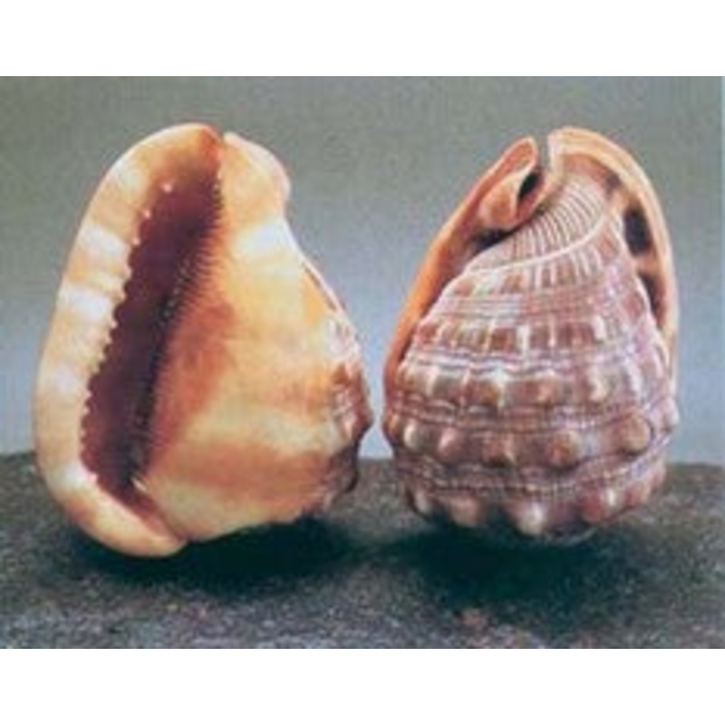 CAMEO SHELL
