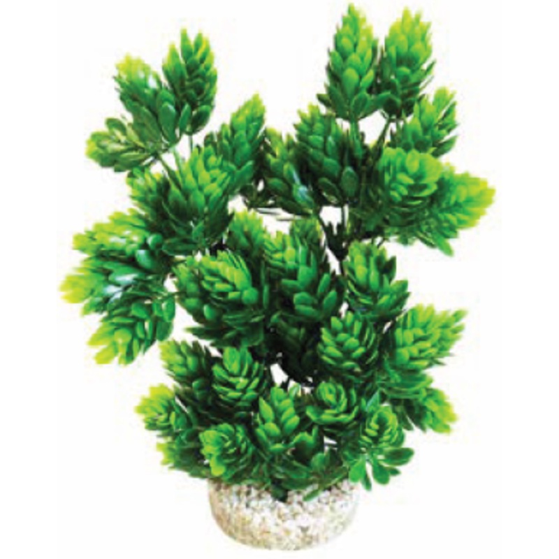 CLUB MOSS LARGE