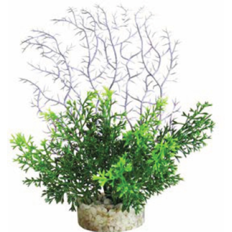 CORAL FERN