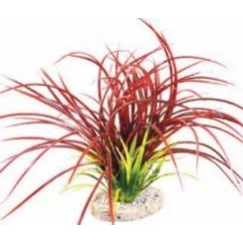 FAN GRASS