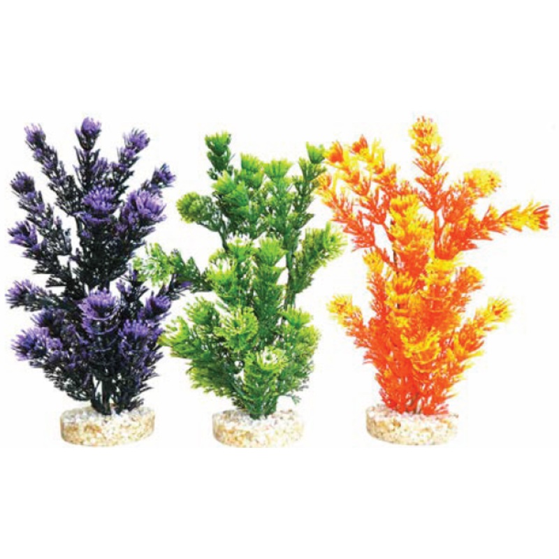 FIESTA AQUAPLANT