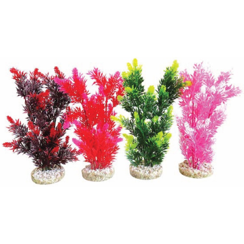 FIESTA BUSH