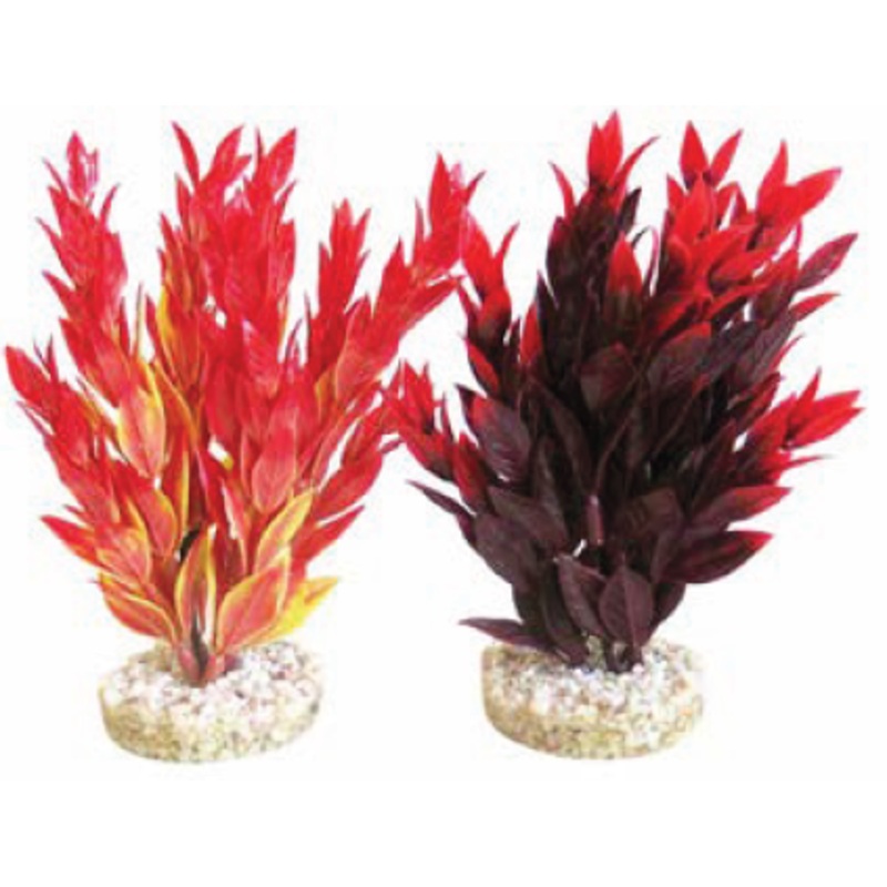 FIESTA RUSCUS