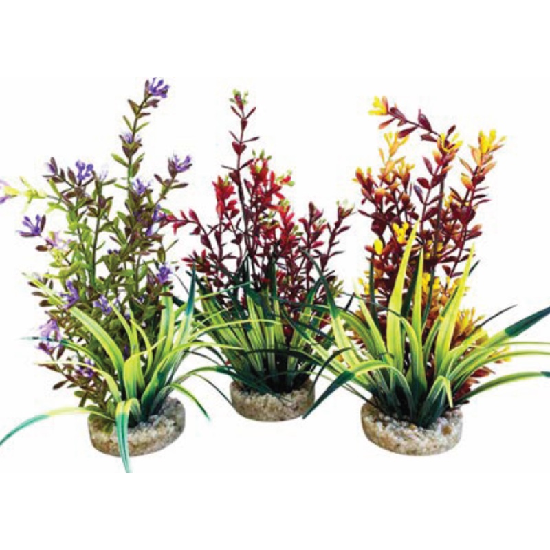 FLOWERING PLANTS