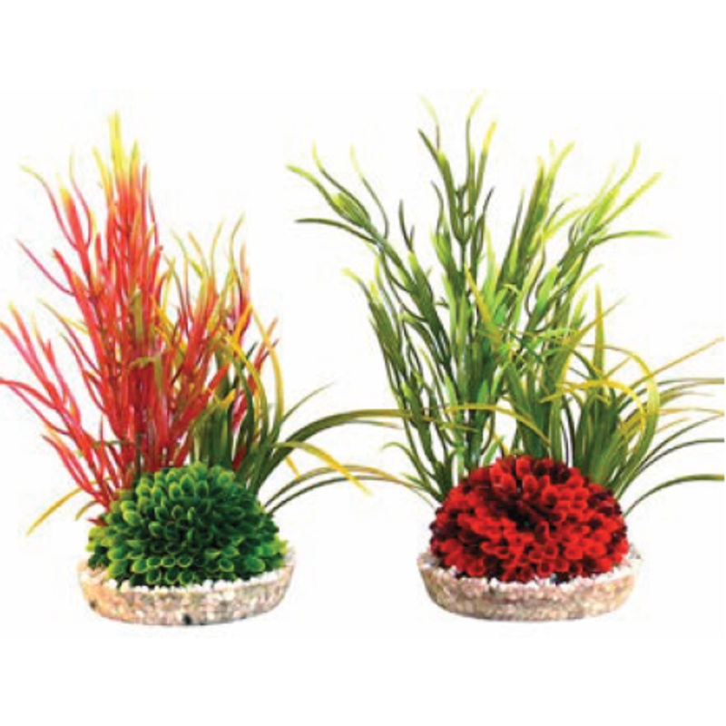 ISLET PLANT