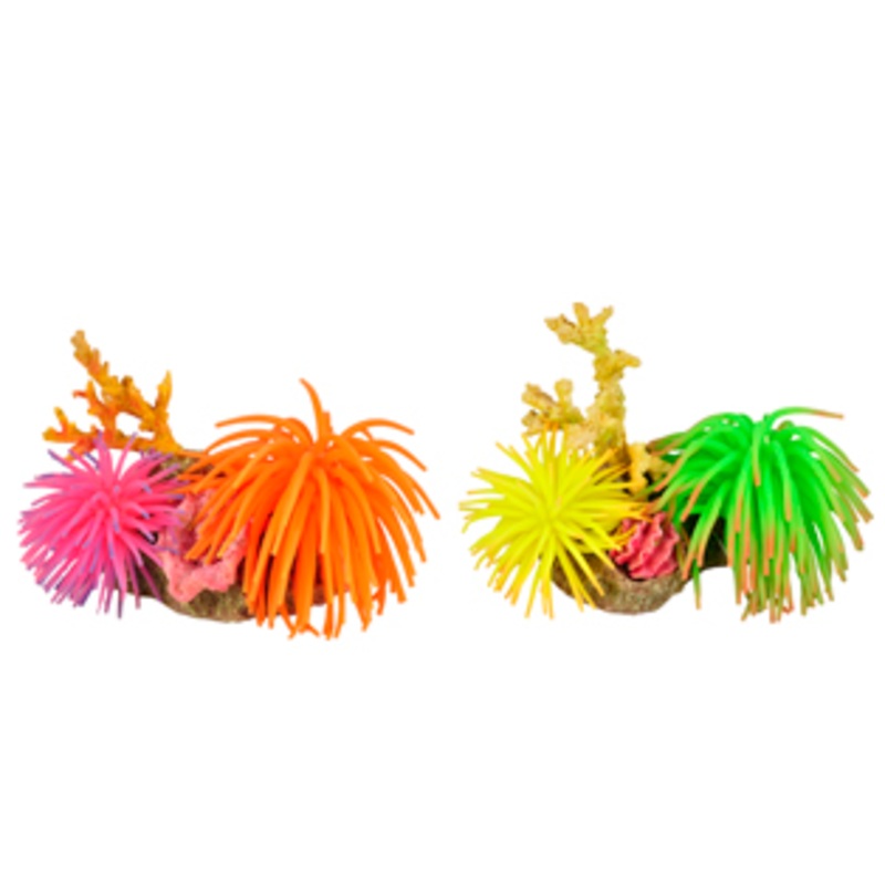 LEO ANEMONE ASSORTED
