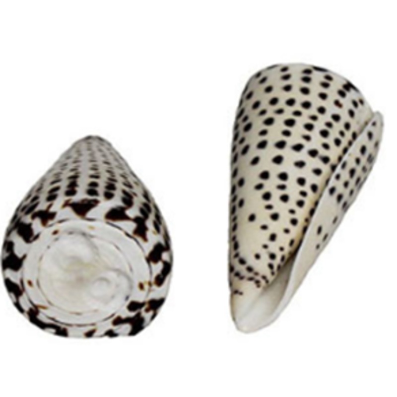 LEOPARD CONE SHELL