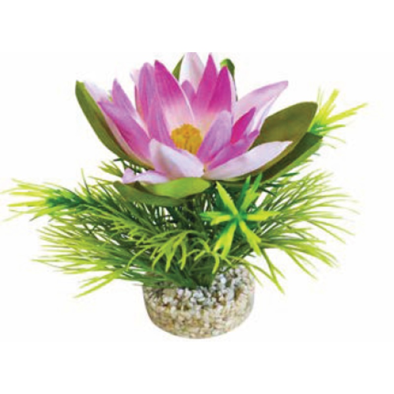 LOTUS FLOWER