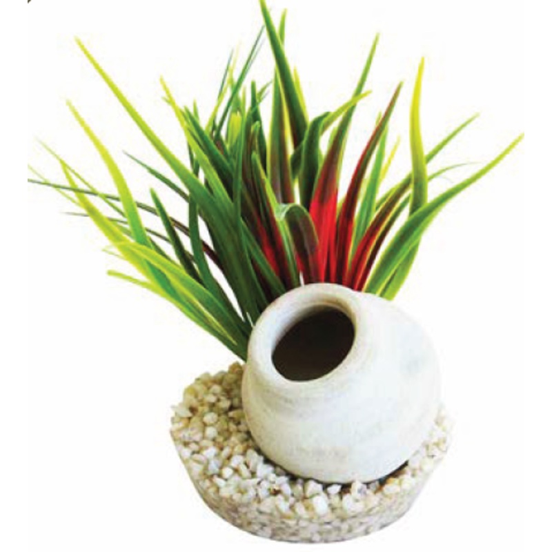 MINI JUG PLANT