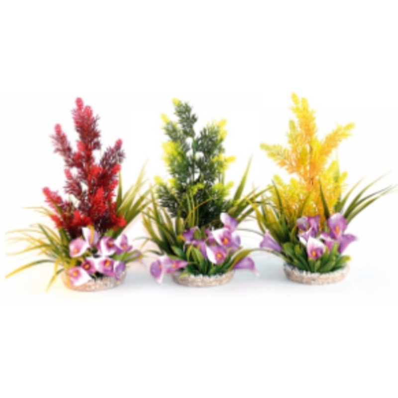 PARADISE 30cm