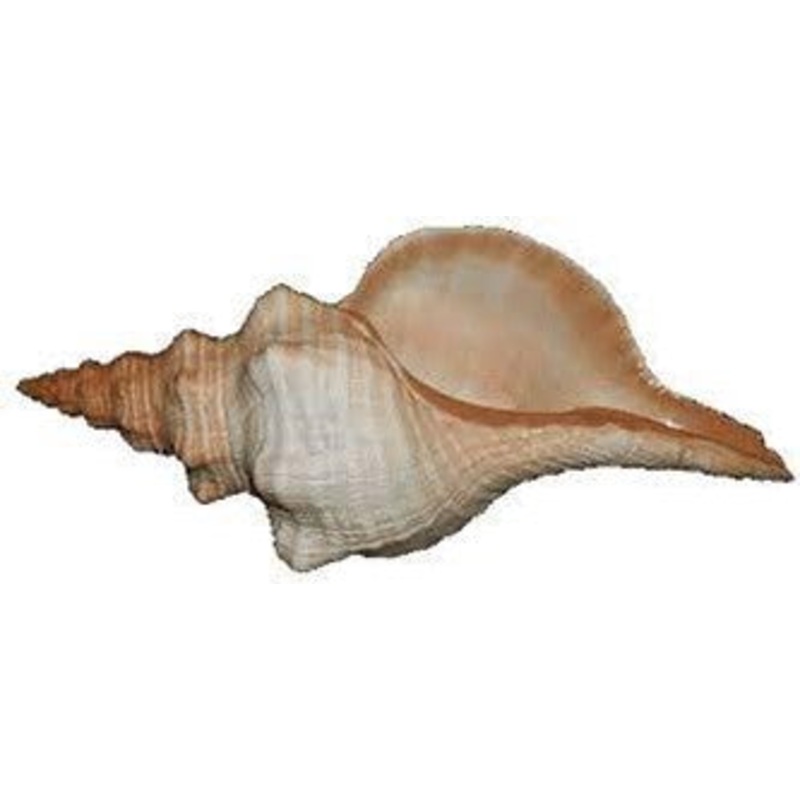 PEARL HORSE CONCH SHELL