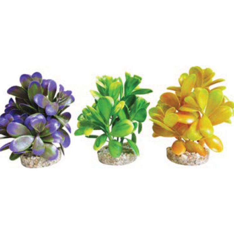 PEBBLE PLANTS
