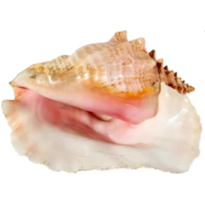 QUEEN CONCH SHELL