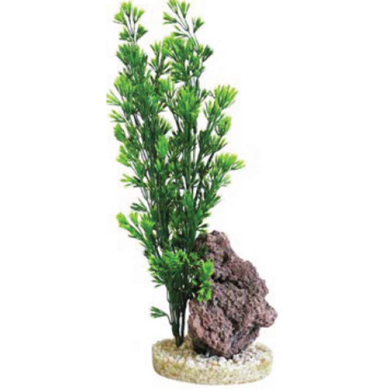ROTALA REEF