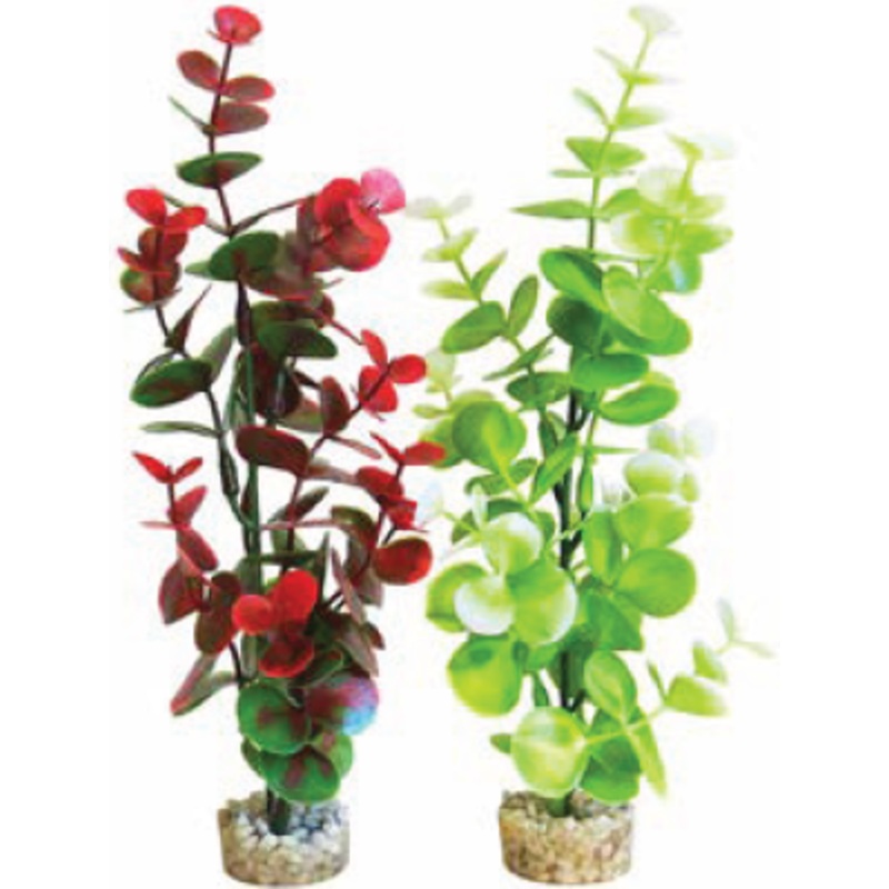 WATER EUCALYPTUS