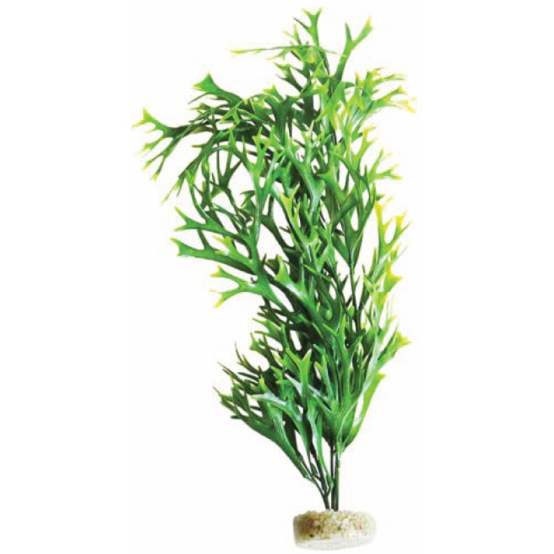 WATER FERN MAXI FLEXIBLE