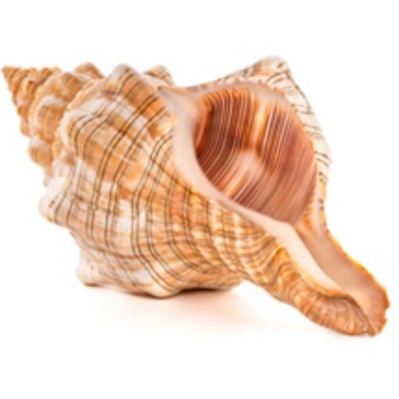 ZEBRA HORSE CONCH SHELL