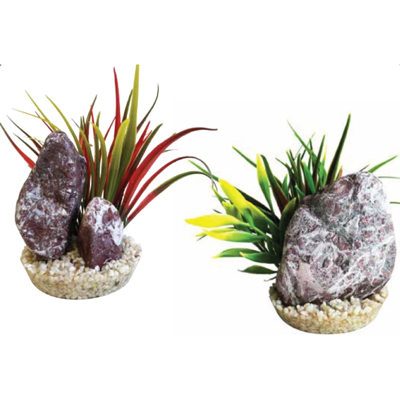 ZEBRA STONE GRASS
