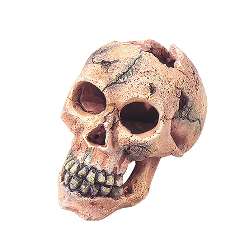SKULL HEAD