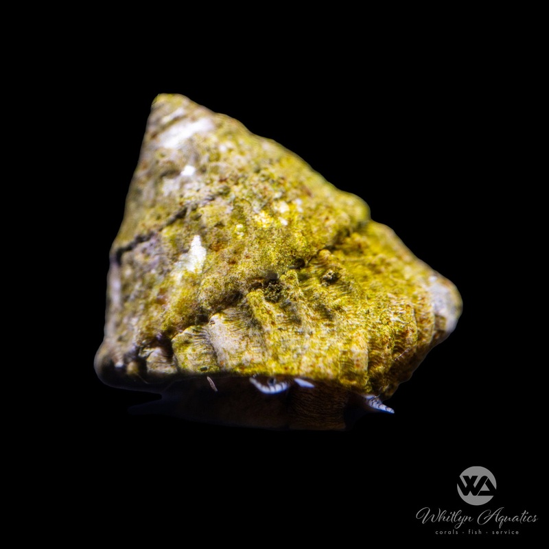 Astraea Snails - Astraea tecta
