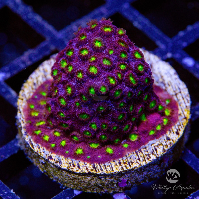 Bling Bling Cyphastrea