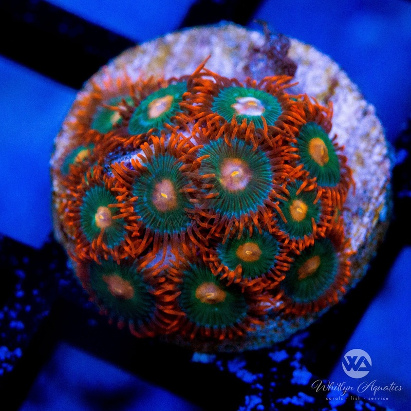 Gatorade Zoanthid (Aquacultured)